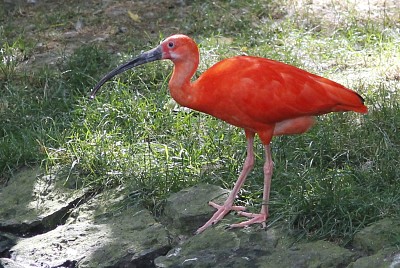 Ibis jigsaw puzzle