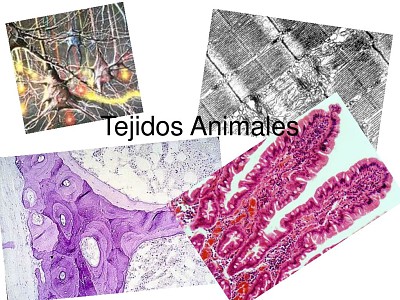 TEJIDO ANIMAL 2