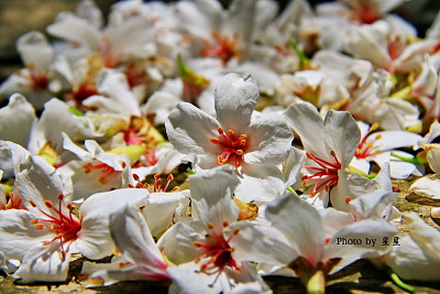 æ²¹æ¡èŠ±è½