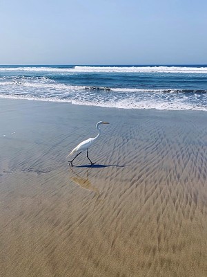 Garza en playa Revolcadero jigsaw puzzle