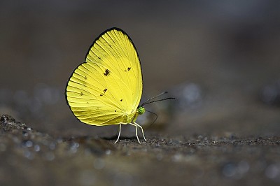 Eurema celebensis