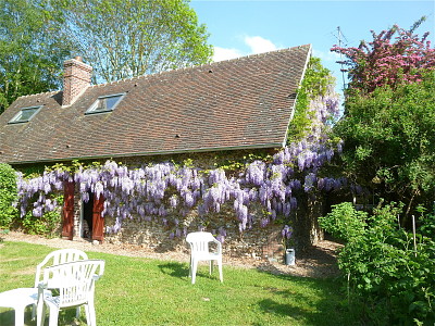 Rohaire glycine de printemps