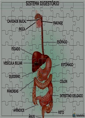 sistema digestÃ³rio jigsaw puzzle