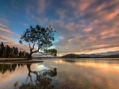 紐西蘭瓦納卡湖之孤樹