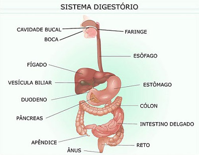 פאזל של sistema digestÃ³rio
