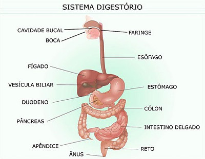 sistema digestÃ³rio jigsaw puzzle