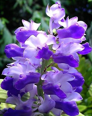 flores violeta