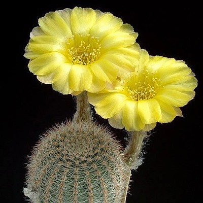 cactus floreado