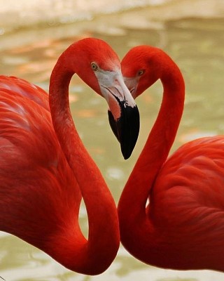 patos rojos