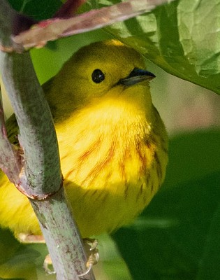 פאזל של pajarito