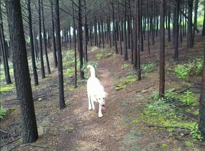 En el bosque