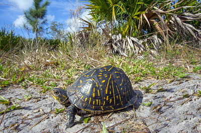 Scatola della Florida jigsaw puzzle