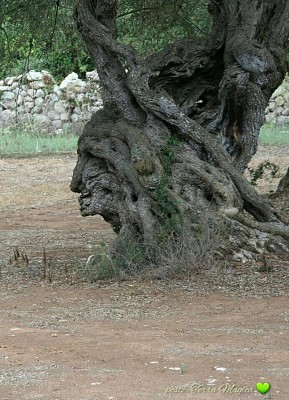 FACCIA DI LEGNO