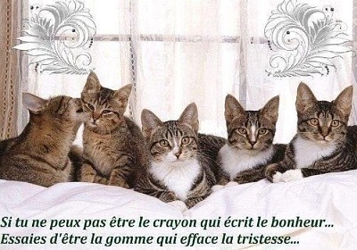famille chats