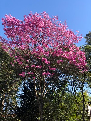 פאזל של flores