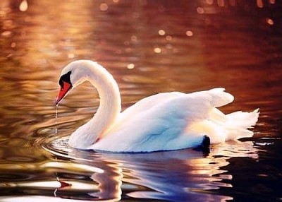 Cisne