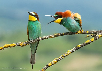 Birds jigsaw puzzle