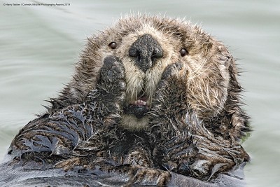 Beaver jigsaw puzzle