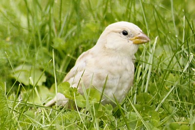 פאזל של moineau leucite