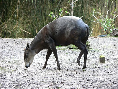 Cefalopo dal dorso giallo