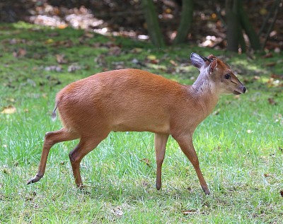 Cefalopo natalensis