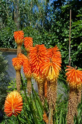 Fleurs sur olÃ©ron