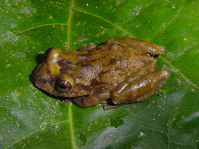 Eleutherodactylus ionthis