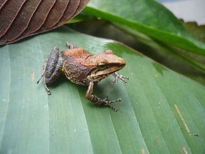 Pristimantis toftae jigsaw puzzle