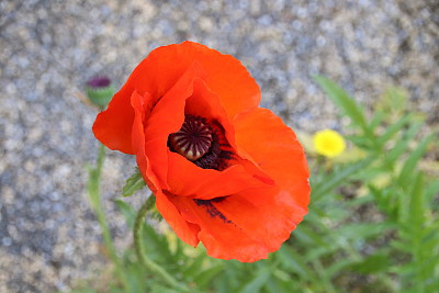 paysage fleur pavot La Fajolle 11