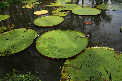 Victoria regia - Amazonas jigsaw puzzle