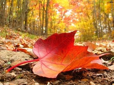 otoÃ±o jigsaw puzzle