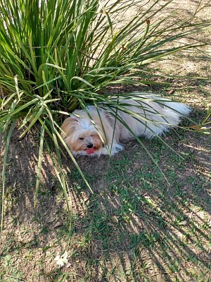Minha Pet - Maya