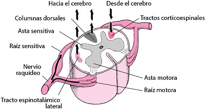 MEDULA jigsaw puzzle