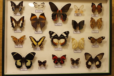 Papillons