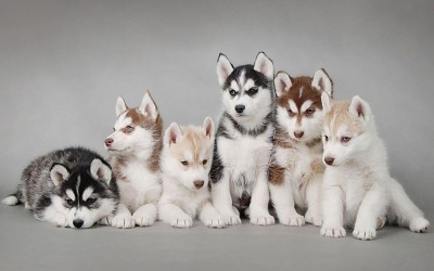 Lobos siberianos cachorros