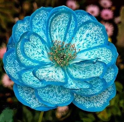 flores