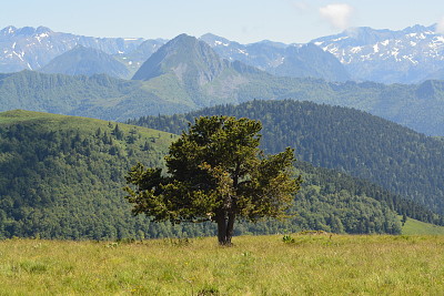 arbre serrembarre