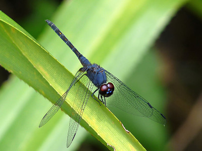 Trithemis festiva jigsaw puzzle