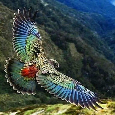 פאזל של 新西蘭高山鸚鵡
