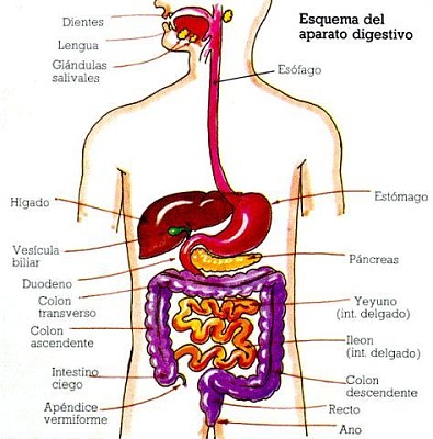 SISTEMA DIGESTIVO jigsaw puzzle