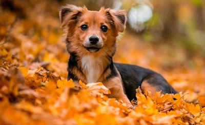 פאזל של Perrito en otoÃ±o