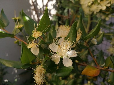 myrtus communis