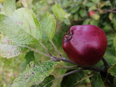 פאזל של malus malus