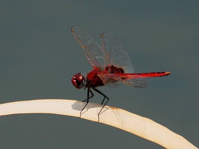 פאזל של Urothemis assignata