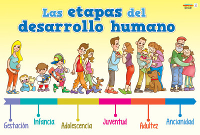 Etapas del Desarrollo Humano jigsaw puzzle