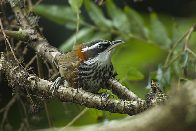 פאזל של Scimitar babbler