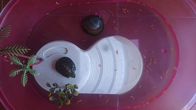 tortuga