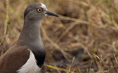 Pavoncella del senegal