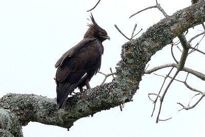 Aquila cresta lunga