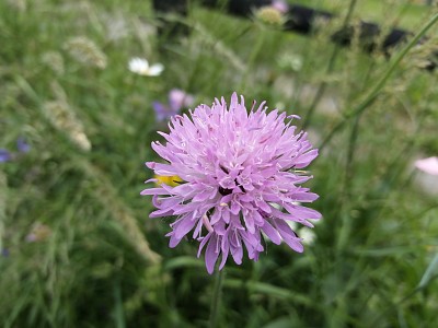 scabiosa